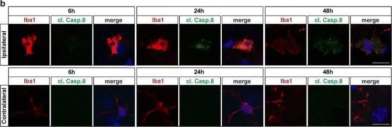 Immunocytochemistry/ Immunofluorescence: AIF-1/Iba1 Antibody [NB100-1028] - Temporal activation of caspase-8 in Iba1-positive myeloid cells. Frozen tissue sections from mice upon pMCAO (n = 9) were analyzed by immunohistochemistry for expression of active caspase-8 or for expression of the microglia/macrophage marker Iba1. The contralateral side to the ischemic area was used an internal control for each animal. A small increase in body size of Iba1 positive cells was detected in the peri-infarct area at 6 h, with larger increase in cell body & numbers of cells expressing Iba1 detected at 24 & 48 h post occlusion (a). Cleaved caspase-8 was detected at low levels at 6 h, but a significant increase in expression levels was observed at 24 & 48 h in the peri-infarct area, but not at the contralateral side (a). Double immunofluorescent staining revealed that increased active caspase-8 expression was localized in Iba1-positive cells (b). Scale bar represent 100 μm in IHC images (a) & 10 μm in IF images (b) Image collected & cropped by CiteAb from the following publication (//pubmed.ncbi.nlm.nih.gov/27566702), licensed under a CC-BY license. Not internally tested by Novus Biologicals.