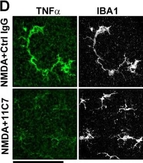 Immunocytochemistry/ Immunofluorescence: AIF-1/Iba1 Antibody [NB100-1028] - Antibody-based neutralization of Nogo-A mitigates inflammation in the injured retina.a, b Retinal gene expression analysis by qRT-PCR at 3 & 7 days after NMDA injection (0.5 nmol) & antibody treatments (2 μg/eye). Four-six mice were used per condition. 11C7 reduced the expression of major genes involved in inflammation & monocyte activation (*P < 0.05; **P < 0.01; unpaired t-test). In particular, 11C7 injection led to sustained decrease of Tnf transcript & Sprr1a mRNA, the expression of which reflects the severity of neuronal injury response. c The level of TNF alpha  trimers was studied by Western Blotting the day after antibody injection. Compared with control IgG (n = 3 mice), 11C7 injections (n = 4 mice) significantly decreased the content of TNF alpha  in the vitreous of injured eyes (**P < 0.01, Unpaired t-test). d TNF alpha  was mainly observed in Iba1-expressing monocytes by immunofluorescence on retinal flat-mounts. Its signal was much weaker with 11C7 than in control mice. Immunofluorescent staining observations were repeated in three different mice for each antibody treatment. Scale bar in d = 100 μm. Image collected & cropped by CiteAb from the following publication (//pubmed.ncbi.nlm.nih.gov/32029703), licensed under a CC-BY license. Not internally tested by Novus Biologicals.
