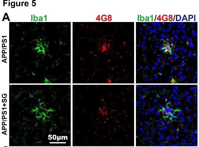 Immunocytochemistry/ Immunofluorescence: AIF-1/Iba1 Antibody [NB100-1028] - SCF+G-CSF treatment increases the association of Iba1+ microglia/macrophages with senile plaques & enhances uptake of 4G8+ A beta  by the Iba1+ microglia/macrophages in the brains of aged APP/PS1 mice. (A) Representative confocal images illustrate the association of Iba1+ cells (green) with 4G8+ A beta  plaques (red) in the brains of aged APP/PS1 mice. Blue: Nuclear counterstaining by DAPI. (B) Quantification of the percentage of Iba1+ area in/surrounding the 4G8+ A beta  plaques in the brains of aged APP/PS1 mice with or without SCF+G-CSF treatment. (C) Representative 3-dimensional projected images reveal the overlapped (yellow) Iba1+ cells (green) with 4G8+ A beta  (red) in the brains of aged APP/PS1 mice. The white arrows indicate the co-expression (yellow) of 4G8+ A beta  & Iba1+ cells in the brains of aged APP/PS1 mice. (D & E) Representative orthographic view of z-stack images (12 z-stacks with 1μm intervals) shows the co-expression (yellow) of 4G8+ A beta  (red) & Iba1+ cells (green) in the brains of aged APP/PS1 mice. (F) Quantification data present the percentage of 4G8+ A beta  volume within the Iba1+ cells in the brains of aged APP/PS1 mice treated with or without SCF+G-CSF. N=4-5. Mean ± SEM. *p<0.05 by Student’s t-test. Image collected & cropped by CiteAb from the following publication (//pubmed.ncbi.nlm.nih.gov/33269098), licensed under a CC-BY license. Not internally tested by Novus Biologicals.