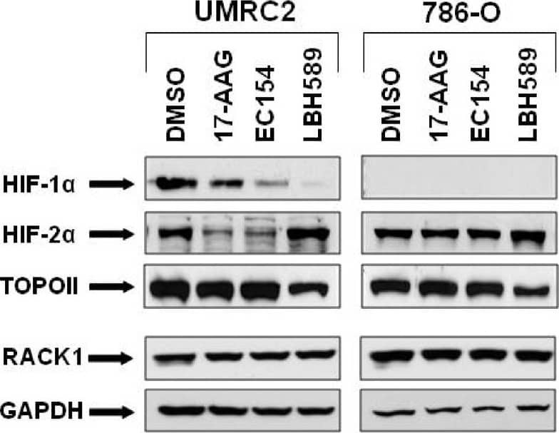 Western Blot HIF-1 alpha Antibody (H1alpha67)