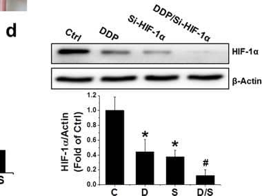 Western Blot HIF-1 alpha Antibody (H1alpha67)