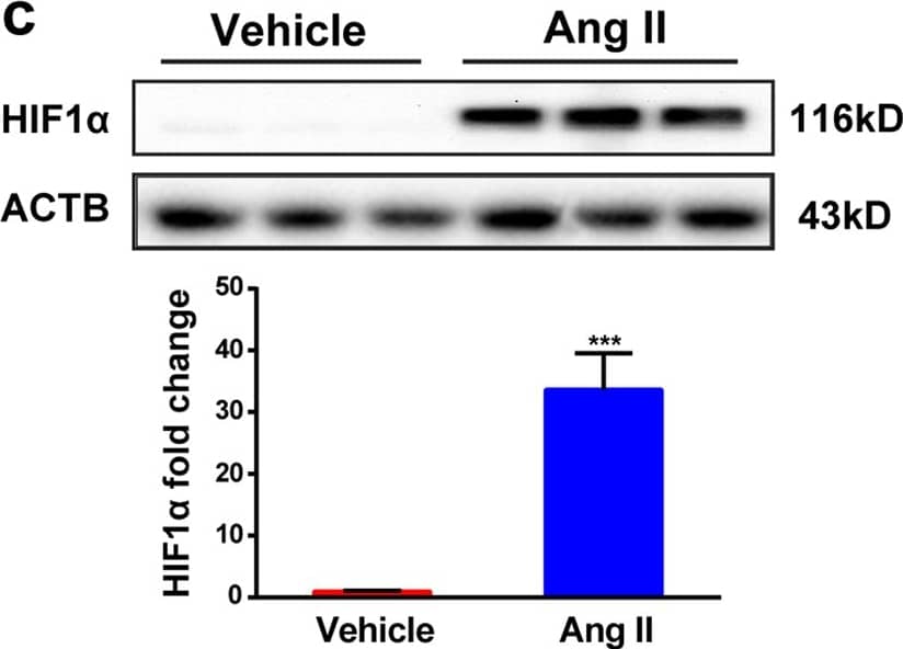 Western Blot HIF-1 alpha Antibody (H1alpha67)