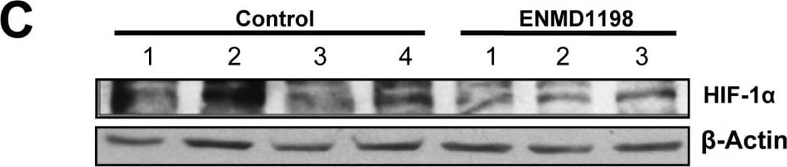 Western Blot HIF-1 alpha Antibody (H1alpha67)