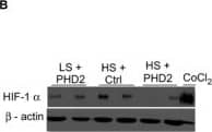 Western Blot HIF-1 alpha Antibody (H1alpha67)