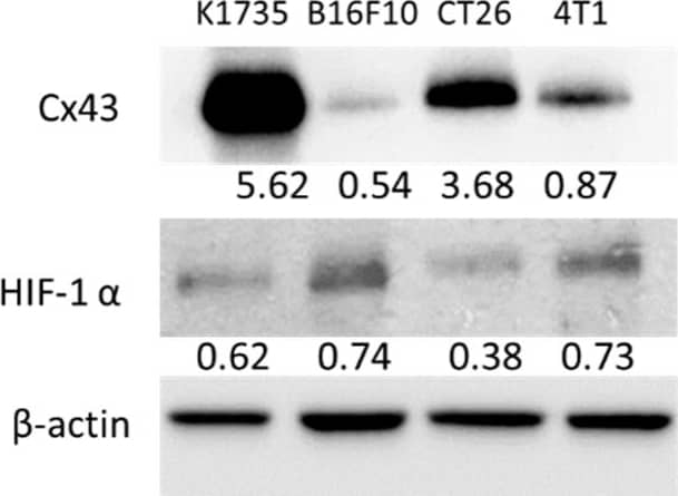 Western Blot HIF-1 alpha Antibody (H1alpha67)