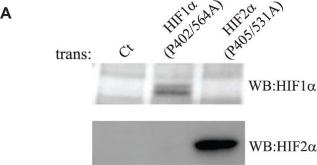 Western Blot HIF-1 alpha Antibody (H1alpha67)