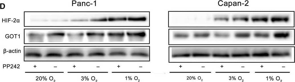 Western Blot HIF-1 alpha Antibody (H1alpha67)