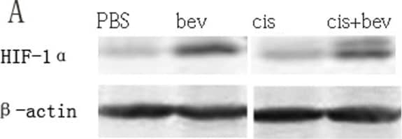 Western Blot HIF-1 alpha Antibody (H1alpha67)
