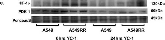 Western Blot HIF-1 alpha Antibody (H1alpha67)