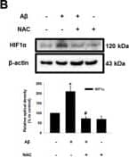 Western Blot HIF-1 alpha Antibody (H1alpha67)
