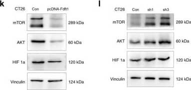 Western Blot HIF-1 alpha Antibody (H1alpha67)