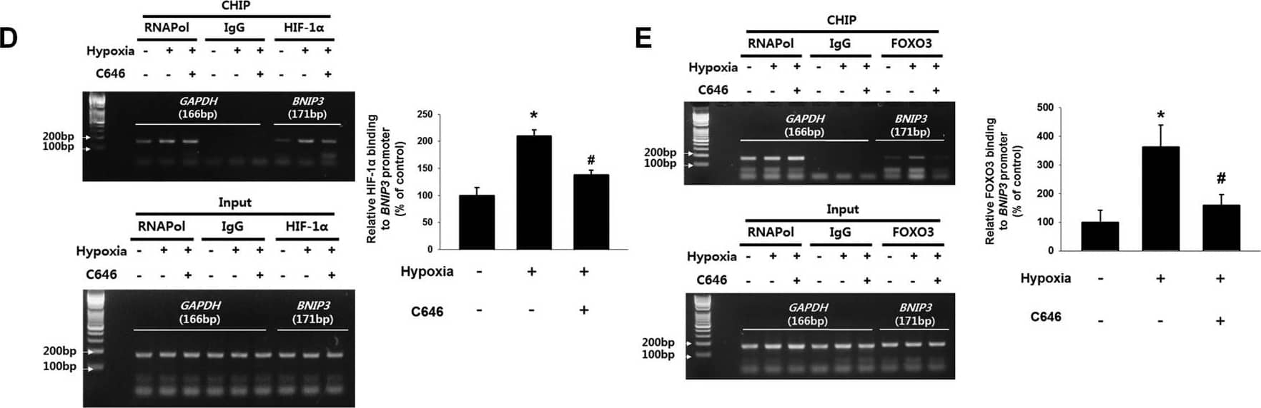 Chromatin Immunoprecipitation HIF-1 alpha Antibody (H1alpha67)