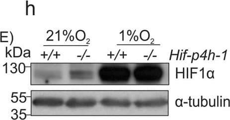 Western Blot HIF-1 alpha Antibody (H1alpha67)