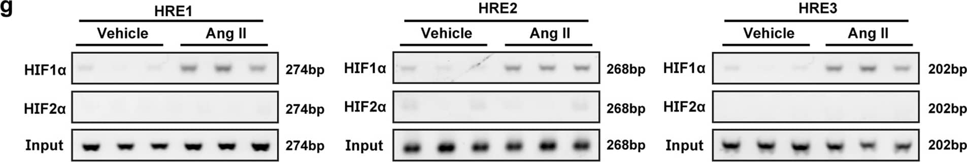Western Blot HIF-1 alpha Antibody (H1alpha67)