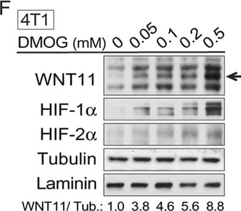 Western Blot HIF-1 alpha Antibody (H1alpha67)