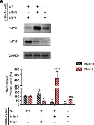 Simultaneous suppression of MTH1 & MYH was efficiently achieved using a two-vector system. (a) Steps of cell line establishment are illustrated here. Top 15% of cells expressing GFP & RFP670 were sorted to improve the knockdown efficiency. Expression levels of MYH & MTH1 were analyzed after 96 h of treatment with Dox in shRNA set1 (b) & shRNA set2 (c) using qRT–PCR analysis. Data were normalized to NT-shRNA expressing cells & presented as mean±s.e.m. from three independent experiments in triplicate. To investigate the knockdown efficiency at protein level, western blot analysis was performed after 96 h of Dox treatment of cells with shRNA set1 (d) & shRNA set2 (e). Data were double normalized with GAPDH & NT-shRNA control samples & expressed as percentage. The graphs represent mean±s.e.m. from three independent experiments. P-values were calculated using one-way analysis of variance (ANOVA). *P<0.05, **P<0.01, ***P<0.001, ****P⩽0.0001, NS, not significant. Image collected & cropped by CiteAb from the following publication (//pubmed.ncbi.nlm.nih.gov/27918552), licensed under a CC-BY license. Not internally tested by Novus Biologicals.