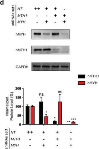 Simultaneous suppression of MTH1 & MYH was efficiently achieved using a two-vector system. (a) Steps of cell line establishment are illustrated here. Top 15% of cells expressing GFP & RFP670 were sorted to improve the knockdown efficiency. Expression levels of MYH & MTH1 were analyzed after 96 h of treatment with Dox in shRNA set1 (b) & shRNA set2 (c) using qRT–PCR analysis. Data were normalized to NT-shRNA expressing cells & presented as mean±s.e.m. from three independent experiments in triplicate. To investigate the knockdown efficiency at protein level, western blot analysis was performed after 96 h of Dox treatment of cells with shRNA set1 (d) & shRNA set2 (e). Data were double normalized with GAPDH & NT-shRNA control samples & expressed as percentage. The graphs represent mean±s.e.m. from three independent experiments. P-values were calculated using one-way analysis of variance (ANOVA). *P<0.05, **P<0.01, ***P<0.001, ****P⩽0.0001, NS, not significant. Image collected & cropped by CiteAb from the following publication (//pubmed.ncbi.nlm.nih.gov/27918552), licensed under a CC-BY license. Not internally tested by Novus Biologicals.