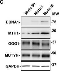 Western Blot MTH1 Antibody - BSA Free