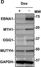 Western Blot MTH1 Antibody - BSA Free