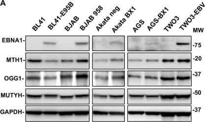 EBNA1 promotes the upregulation of oxidative DNA damage repair pathways in EBV converted cell lines & EBV positive BLs. a Representative western blots illustrating the expression of MTH1, OGG1, & MUTYH in pairs of EBV-negative & -positive cell lines. GAPDH was used as loading control. b Densitometry quantification of the specific bands. The intensity of the specific band in EBV positive cells relative the EBV-negative parental is shown. Mean ± SE of four independent experiments. c Representative western blots illustrating the expression of EBNA1, MTH1, OGG1, & MUTYH in the Mutu cell lines. d Densitometry quantification of expression in the EBV positive cell lines relative to the EBV-negative Mutu-30. Mean ± SE of four independent experiments Image collected & cropped by CiteAb from the following publication (//pubmed.ncbi.nlm.nih.gov/31511648), licensed under a CC-BY license. Not internally tested by Novus Biologicals.