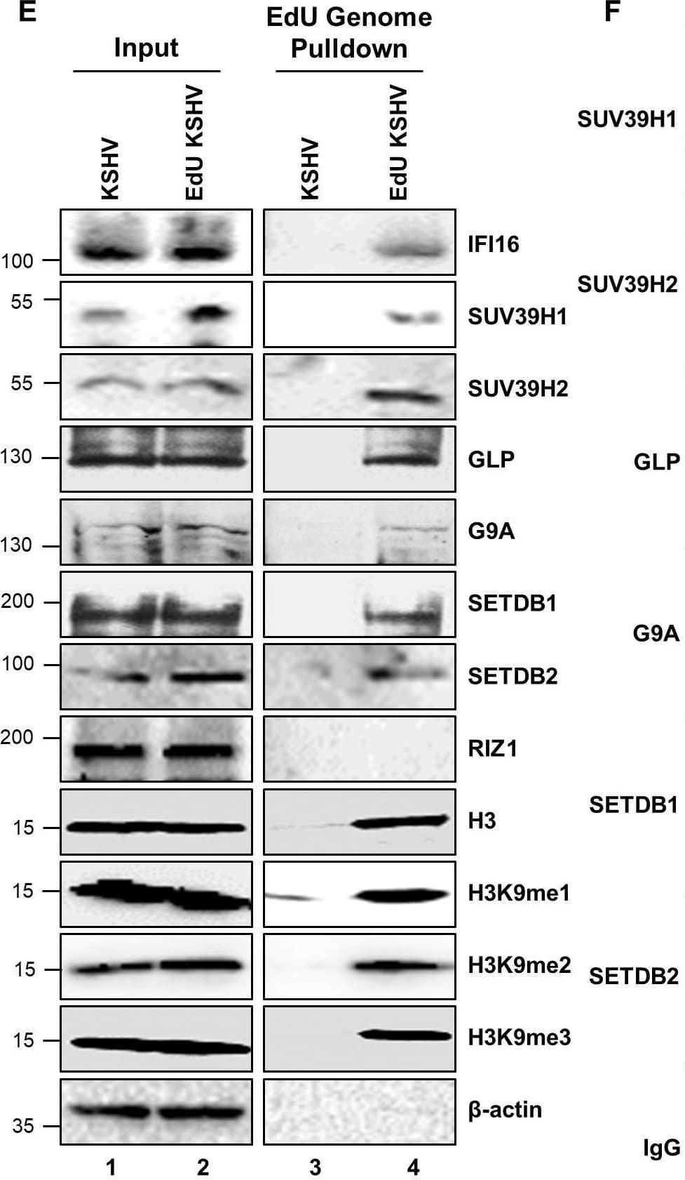 Effect of A366 on KSHV life cycle and the demonstration of IFI16’s association with cellular H3K9 methyltransferase(s) (H3K9 MTase) and recruitment of various H3K9 MTases to the KSHV genome during de novo infection.(A) MTT cell viability assay of BCBL-1 cells treated with the H3K9me3 specific chemical inhibitor A366 at different concentrations and different time points. (B) q-RT PCR (two-step, sybr Green) of KSHV mRNAs in BCBL-1 cells treated for 72 hr with either vehicle control DMSO or A366 (10 uM and 100 uM). (C) WB of different H3 methylations and IFI16 after A366 treatment of BCBL-1 cells. (D) H3K9 methyltransferase activity (ng/h/mg) assay. TIME cells were infected with KSHV for 6 or 24 hr followed by isolation of nuclear fraction, benzonase treatment and IP with anti-IFI16 or control IgG in the presence of benzonase using the catch and release method. Elution was performed under non-denaturing conditions to keep the associated H3K9 methyltransferase active. H3K9 methyltransferase activity was assayed in the eluate (Materials and methods). *, p<0.05; **, p<0.01; ***,<0.001; unpaired t-test. (E) TIME cells were infected with KSHV genome labeled with EdU or unlabeled control KSHV (100 DNA copies/cell) for 24 hr followed by EdU-KSHV genome pulldown using Click chemistry. The inputs and eluates were blotted for different H3K9 MTases. (F) TIME cells were infected with EdU-labeled KSHV as in (D) and stained using the Click-iT EdU Alexa Fluor 594 Imaging Kit (red). Subsequently, IFA was performed against different H3K9 MTases and colocalization of the IFA signal (green) with KSHV EdU-genome staining (red) resulting in yellow was evaluated (enlarged image, white arrows). Image collected and cropped by CiteAb from the following open publication (//pubmed.ncbi.nlm.nih.gov/31682228), licensed under a CC-BY license. Not internally tested by Novus Biologicals.