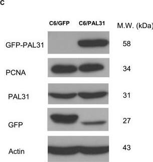 Western Blot: ANP32B Antibody [NB100-1199] - Effect of overexpression or knockdown of PAL31 in C6 on H2O2-induced toxicity. (A) Representative micrographs showing C6 overexpressing GFP or GFP-tagged PAL31 after being treated with H2O2 (0 ~ 1 mM) for 4 hours. (B) MTT assay in GFP- or GFP-PAL31-overexpressed C6 after H2O2 treatment showing significant difference (cytoprotective effect of PAL31) at 0.5 mM & 1 mM H2O2 treatment between C6/GFP & C6/PAL31 groups. The data in each dosage were analyzed by two-way ANOVA & Bonferroni post hoc test. *P  50% transfective efficiency (B) GFP-PAL31/bright field-micrograph in PAL31 overexpressing C6 showing correct nuclear localization of GFP-tagged PAL31 & transfection effeciency. (C) Western blot analysis showing the expression of GFP (~27 kDa), GFP-tagged PAL31 (~58 kDa), PCNA (~34 kDa), endogenous PAL31 (~31 kDa) & Actin (~43 kDa) in GFP- or PAL31-C6 cultures. The level of PCNA, a protein expressing in nuclear during DNA synthesis, in cells did not alter after overexpression of GFP or GFP-tagged PAL31. Actin works as a loading control. (D) MTT assay in the transfected cells at 4 different time intervals (from Ctrl to 72 hours). Ctrl represents the cells after subculture & overnight incubation. The data in each time points were analyzed by two-way ANOVA & Bonferroni post hoc test. No significance, compared GFP & GFP tagged PAL31 groups. n = 3. Magnification 100X (A-B). Image collected & cropped by CiteAb from the following publication (//pubmed.ncbi.nlm.nih.gov/25034417), licensed under a CC-BY license. Not internally tested by Novus Biologicals.