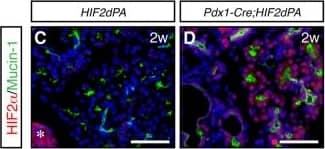 Immunocytochemistry/ Immunofluorescence: HIF-2 alpha/EPAS1 Antibody - BSA Free [NB100-122] - HIF2 alpha  stabilization results in exocrine cell atrophy & expansion of duct-like tubular structures. (A) Body weight (left panel), pancreas weight (middle panel) & body/pancreas weight ratio (right panel) in Pdx1-Cre;HIF2dPA & control mice at 2 & 8 weeks of age. Data are presented as mean ± SD. (B) HIF2 alpha  accumulation in Pdx1-Cre;HIF2dPA analyzed by Western blot with anti-HA antibody. Two independent two-week-old control & mutant mice are shown.  beta -actin protein was used for loading control. Full-length blots are presented in Supplementary Fig. 2. (D) Immunofluorescence analysis of HIF2 alpha  in two-week-old control pancreata. Endogenous HIF2 alpha  expression is observed in islets (marked by an white asterisk) but not in exocrine tissue. (D) Robust HIF2 alpha  accumulation in the pancreas of two-week-old Pdx1-Cre;HIF2dPA mice. Hematoxylin/Eosin-stained pancreatic sections from P0 (E,F), two- (I,J) & eight-week-old (M,N) Pdx1-Cre;HIF2dPA & control mice. Inset in N shows an area with adipose tissue in Pdx1-Cre;HIF2dPA pancreata. Immunofluorescence of amylase & KRT19 shows no differences between Pdx1-Cre;HIF2dPA & control mice at P0 (G,H). Duct-like tubular structures & loss of amylase immunoreactivity in two- (K,L) & eight-week-old (O,P) Pdx1-Cre;HIF2dPA mice compared to control mice. Note areas with normal acini in 8-week-old Pdx1-Cre;HIF2dPA mice (white asterisk in O). Insets in (H,L & P) show higher magnification pictures. DAPI staining is shown in blue in (C,D,G,H,K,L,O & P). Scale bars = 50 µm for (C,D); 100 µm for (E–P). ***P < 0.001. Image collected & cropped by CiteAb from the following publication (//pubmed.ncbi.nlm.nih.gov/30209343), licensed under a CC-BY license. Not internally tested by Novus Biologicals.