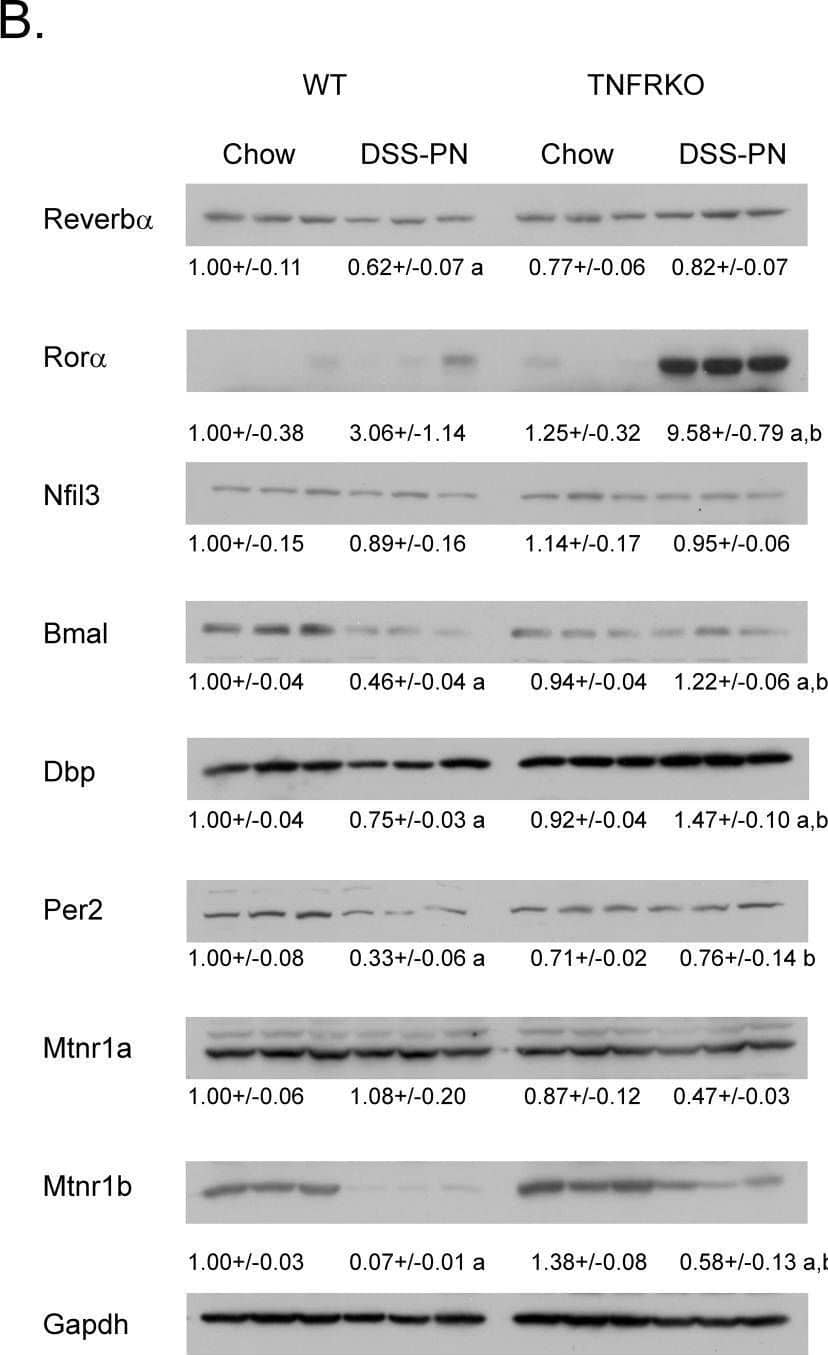 Western Blot PER2 Antibody - BSA Free