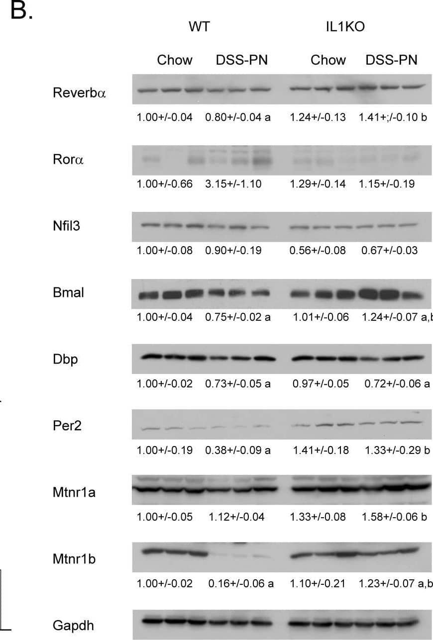 Western Blot PER2 Antibody - BSA Free
