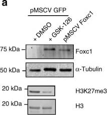 Western Blot: FoxC1 Antibody [NB100-1268] - Ectopic expression of Foxc1 alters invasion but not proliferation. a Transwell invasion assay of PyVmT cells expressing exogenous Foxc1 or GFP. Experiments were performed three times, & results are displayed relative to untreated parental cell. *p < 0.05, Student’s two tailed t-tests. b CyQUANT assay measuring cellular proliferation of PyVmT cells expressing exogenous GFP or Foxc1. R.F.U relative fluorescence units. Data were normalized to the fluorescence values at time = 0. c Enumeration of lung lesions following the injection of PyVmT cells expressing exogenous Foxc1 or GFP in the tail vein of athymic nude mice. *p < 0.05, Student’s two tailed t-tests. Scale bar is 5 mm. d Left: Representative immunoblot showing Foxc1 expression in cells stably transduced with a control shRNA (shLacZ) or two independent shRNAs targeting Foxc1 & treated with DMSO or GSK-126 (2 μM for 72 h).  alpha -Tubulin was used as a loading control. Right: Transwell invasion assay of PyVmT cells infected with shRNA targeting LacZ (control) or two different sequences targeting Foxc1. Cells were pre-treated with DMSO or GSK-126 (2 μM) for 72 h & assayed for their capacity to invade through Matrigel. All assays were performed in triplicate. *p < 0.05, Student’s two tailed t-tests Image collected & cropped by CiteAb from the following publication (//pubmed.ncbi.nlm.nih.gov/29959321), licensed under a CC-BY license. Not internally tested by Novus Biologicals.