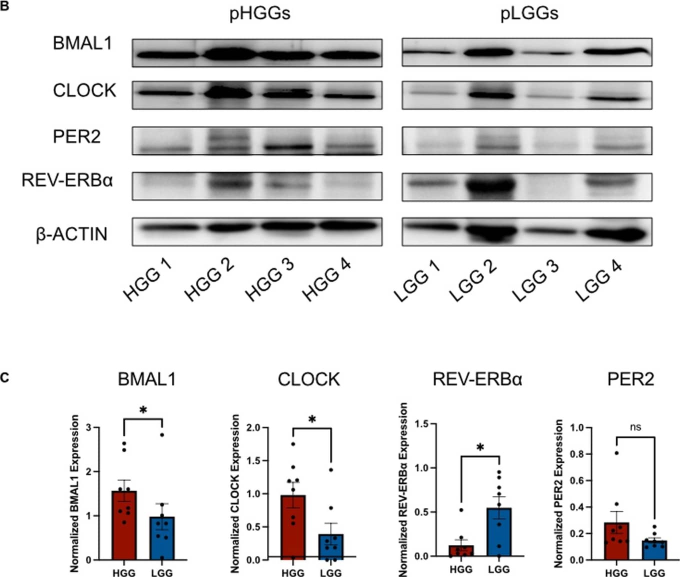 Western Blot CLOCK Antibody - BSA Free