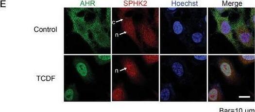 Immunocytochemistry/ Immunofluorescence AHR Antibody - Azide and BSA Free