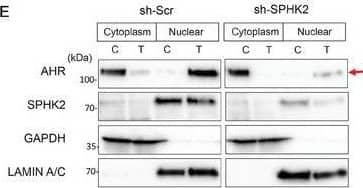 Western Blot AHR Antibody - Azide and BSA Free