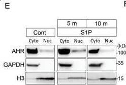 Western Blot AHR Antibody - Azide and BSA Free