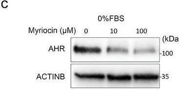 Western Blot AHR Antibody - Azide and BSA Free