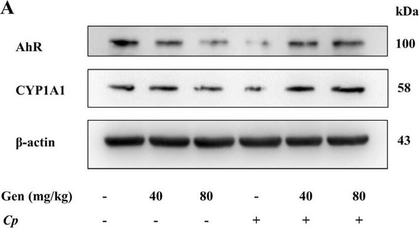 Western Blot AHR Antibody - Azide and BSA Free