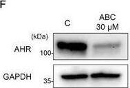 Western Blot AHR Antibody - Azide and BSA Free