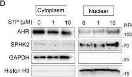 Western Blot AHR Antibody - Azide and BSA Free