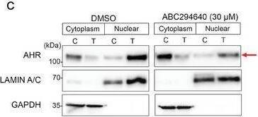 Western Blot AHR Antibody - Azide and BSA Free