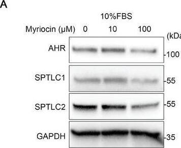 Western Blot AHR Antibody - Azide and BSA Free