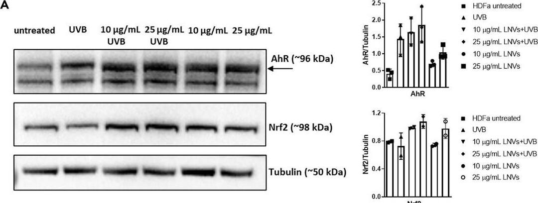 Western Blot AHR Antibody - Azide and BSA Free