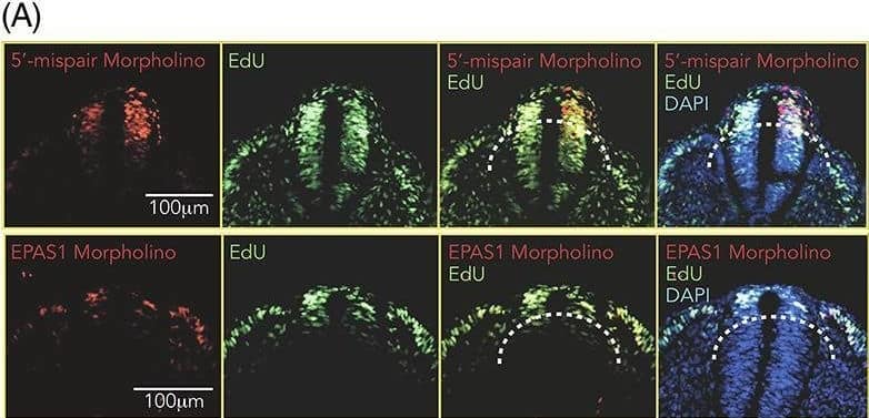 Hypoxia inducible factor (HIF)‐2 alpha  affects proliferation and self‐renewal capacity. A‐D, Embryo sections from trunk axial level. Proliferating EdU+ cells are green and electroporated cells (morpholinos, A; pCI‐CTRL and pCI‐EPAS1, C) are red. DAPI counterstains nuclei. Only construct targeted neural crest cells (above and outside of dotted line) were quantified (n = 82 [5′‐mispair morpholino] and n = 303 [EPAS1 morpholino], B); n = 211 (pCI‐CTRL) and n = 139 (pCI‐EPAS1), D. Statistical significance calculated using one‐way analysis of variance (ANOVA). E, Relative mRNA expression of EPAS1 in crestosphere cells established from cranial or trunk axial level measured by qRT‐PCR. Expression is presented as mean of n = 4 (cranial) or n = 3 (trunk) biological replicates and error bars represent SEM. Statistical significance calculated using two‐sided student's t test. F,G, Primary sphere assay of crestospheres established from embryos previously electroporated in ovo with non‐ (CTRL) or EPAS1 (EPAS1.1, F, EPAS1.2, G, targeting gRNAs. One cell/well, n = 10 wells/group). Number of spheres were manually counted after 1 week. Statistical significance was calculated by one‐way ANOVA. H, Size of spheres formed in, G. Manual measurements using the ImageJ software to convert to factual unit (μm). Statistical significance was determined by one‐way ANOVA. Inserted photographs of representative spheres from each group Image collected and cropped by CiteAb from the following open publication (//pubmed.ncbi.nlm.nih.gov/32940375), licensed under a CC-BY license. Not internally tested by Novus Biologicals.