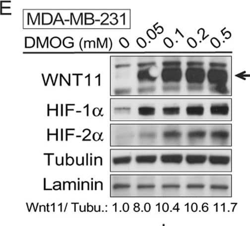 WNT11 is induced by hypoxia or hypoxic mimetics in different cell types.(A) Increased Wnt11 mRNA in EMSC adipocytes (Day 12) after hypoxia-mimetic treatments. EMSC adipocytes were treated with CoCl2 (0.1 mM), DFO (0.1 mM) or DMOG (0.1 mM) for 24 hrs. Values were normalized to Tbp mRNA & are expressed relative to control (n = 3). (B,C) Increased Wnt11 mRNA by hypoxia in EMSC preadipocytes & adipocytes (Day 0–12 after differentiation) (B), & C2C12 myoblast & myocyte (Day 0 & 8 after differentiation) (C). Wnt11 mRNA was assessed by quantitative PCR in cells exposed to air (21% O2) or hypoxia (1% O2) for 24 hrs. (n = 4). Values were normalized to Tbp mRNA & are expressed relative to 21% O2 samples (left panel). (D) Immunoblot analyses of HeLa cells under normal air or hypoxia for 24 hrs. (E,F) Induction of Wnt11 by increasing concentrations of DMOG in MDA-MB-231 cells (E) & 4T1 cells (F). (G) EMSCs treated with 0.1 mM DMOG for the indicated times. Wnt11 & Vegf mRNA expression was measured by qPCR & normalized to Tbp mRNA (n = 4). (H) WNT11 protein levels after DMOG treatment normalized to  alpha -Tubulin (upper panel; n = 4). Representative immunoblots of EMSCs treated with 0.1 mM DMOG for the indicated times (Lower panel). (I) Protein expression in MDA-MB-231 cells treated with 0.1 mM DMOG. (J) Induction of Wnt11 promoter activity by hypoxia or hypoxia mimetics. pGL3-Wnt11 promoter plasmid was transfected into C2C12 cells. Cells were incubated with DMOG (left panel, n = 4) or under 21% O2 or 1% O2 (right panel, n = 8) for 24 hrs. For panels (A–C,G,H,J), values are mean ± s.e.m. *p < 0.05, **p < 0.01. For panels of immunoblotting, laminin,  alpha -tubulin, & ERK were used as loading controls, WNT11 normalized to  alpha -Tubulin was shown. Image collected & cropped by CiteAb from the following publication (//www.nature.com/articles/srep21520), licensed under a CC-BY license. Not internally tested by Novus Biologicals.