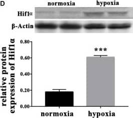 Western Blot: HIF-1 alpha Antibody - BSA Free [NB100-134] - Hypoxic setup for larval zebrafish. (A) (1) oxygen regulator; (2) hypoxic larval aquarium; (3) oxygen electrode; (4) air stone; & (5) solenoid valve. The compressed nitrogen source is shown as a blue gas cylinder. (B) Dissolved oxygen in the hypoxic aquarium decreased slowly over time as nitrogen perfusion increased until dissolved oxygen stabilized at 3.5 mg/L. (C) qRT-PCR analysis showing that hif1 alpha  mRNA expression was significantly increased under hypoxia. (D) Western blot of Hif1 alpha  protein expression showing that hypoxia enhanced Mbp protein translation. ∗P < 0.05; ∗∗P < 0.01; ∗∗∗P < 0.001. Image collected & cropped by CiteAb from the following publication (//pubmed.ncbi.nlm.nih.gov/30337858), licensed under a CC-BY license. Not internally tested by Novus Biologicals.