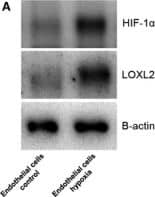 Western Blot: HIF-1 alpha Antibody - BSA Free [NB100-134] - LOXL2 abundance in EC‐derived exosomes is increased in hypoxia. (A) Immunoblots of endothelial cells for HIF‐1 alpha  (control for hypoxia, top panel), LOXL2 (middle panel) &  beta ‐actin (loading control, lower panel). (B) Immunoblots of EC‐derived exosomes for LOXL2 (upper panel), &  beta ‐actin (loading control, lower panel). (C) Densitometric quantification of relative LOXL2 protein abundance in control & hypoxic EC‐derived exosomes (n = 4 ± SD, Student's t‐test; **P < 0.01). (D) Immunoblots of sucrose density gradient samples of EC‐derived exosomes for LOXL2 (upper panel) & exosome‐marker Flotillin‐1 (lower panel). Image collected & cropped by CiteAb from the following publication (//pubmed.ncbi.nlm.nih.gov/26612622), licensed under a CC-BY license. Not internally tested by Novus Biologicals.