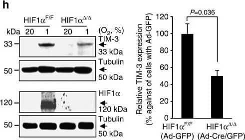 Western Blot: HIF-1 alpha Antibody - BSA Free [NB100-134] - HIF-1 alpha  binds to TIM-3 promoter & regulates its expression in primary glia.(a) Cell surface expression of TIM-3 analysed in BV2 cells under 20% O2 or 1% O2 for 24 h by flow cytometry using PE-conjugated anti-TIM-3 antibody. Results from 3 independent experiments presented as a representative histogram & the mean fold change (± s.d.) relative to normoxic sample. (b) Mouse primary mixed glial cells incubated under hypoxia or normoxia for 24 h, & the cells examined by immunocytochemistry using an anti-TIM-3 antibody. (c,d) Mouse primary mixed glial cells & primary neuronal cells incubated under hypoxia or normoxia for 24 h, & then RT–PCR used to detect the levels of TIM-3 & actin. Relative transcript levels shown as the mean fold change (± s.d.) from 3 independent experiments (NS, not significant, Student–Newman–Keuls test). (e) Primary mixed glial cells incubated under hypoxia or normoxia for 24 h, & chromatin immunoprecipitation (ChIP) performed w/ anti-HIF-1 alpha  or control IgG. Results presented as relative amounts representative of 3 independent experiments. (f) Primary mixed glial cells cultured from HIF-1 alpha +f/+f mice, infected w/ Ad-GFP or Ad-Cre/GFP, transfected w/ TIM-3-luciferase reporter constructs & incubated under hypoxic or normoxic conditions for 24 h. Relative promoter activity is expressed as the ratio of luciferase activity/ beta -galactosidase activity. (g,h) RT–PCR (g) & WB analysis (h) performed under hypoxia or normoxia for 24 h using the indicated primers & antibodies, respectively. The data shown representative of at least 3 independent experiments. The graphs show the % changes in TIM-3 transcript & protein levels in Ad-Cre/GFP- versus Ad-GFP-infected cells under hypoxia. IP, immunoprecipitation. Image collected & cropped by CiteAb from the following publication (//pubmed.ncbi.nlm.nih.gov/25790768), licensed under a CC-BY license. Not internally tested by Novus Biologicals.