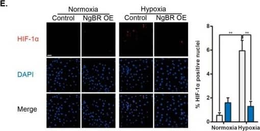 Immunocytochemistry/ Immunofluorescence: HIF-1 alpha Antibody - BSA Free [NB100-134] - NgBR overexpression (OE) suppresses cell proliferation through enhancing mitochondria-ER communication & reducing phosphorylation of IP3R3. (A) The transfection efficiency of NgBR OE plasmid was verified at 48 h post transfection. n = 3 (B) Representative images from three experiments show phosphorylation of endogenous IP3R3 (Akt substrate) in the immunoprecipitates of IP3R3 from crude mitochondrial extracts. (C) Representative confocal microscopy images show co-staining of Rhod-2 AM (red) & MitoTracker Green (green). Results were calculated as relative AFU using ImageJ. n = 20 pictures/group from four independent experiments. Scale bar = 20 µm. (D) Representative line & bar graphs of OCR of control & NgBR OE cells under normoxia. n = 15–16 wells from three individual experiments. (E) Representative confocal microscopy images showing staining of HIF-1 alpha  (red) & DAPI (nuclear stain; blue). Percentage of HIF-1 alpha -positive nuclei was calculated using FV10-ASW3.1 software. n > 25 pictures/group from three separate experiments. Scale bar = 40 µm. (F) Cell proliferation was assessed by evaluating PCNA expression, n = 4. * p < 0.05, ** p < 0.01. Image collected & cropped by CiteAb from the following publication (//pubmed.ncbi.nlm.nih.gov/31083380), licensed under a CC-BY license. Not internally tested by Novus Biologicals.