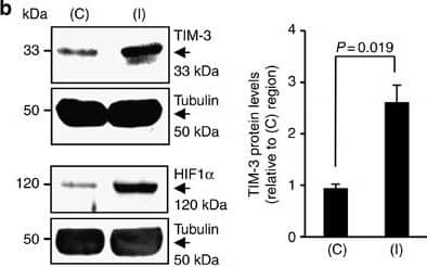 Western Blot: HIF-1 alpha Antibody - BSA Free [NB100-134] - TIM-3 is highly expressed in hypoxic brain regions of a H/I mouse model.(a) TIM-3 transcript levels were examined in brain tissues from the contralateral cortex (C, boxed region) & ischaemic ipsilateral cortex (I, boxed region) of mouse model 24 h after H/I. The RT–PCR products were quantified with Image J & normalized with respect to the expression of actin. The HIF-1 alpha  transcript level represents a positive control for hypoxia. The right panel shows representative TTC staining of three brain sections from the H/I mice. (b) Representative western blot analyses of the TIM-3 & HIF-1 alpha  proteins (n=3). Relative levels of TIM-3 are shown as the mean±s.d. from three independent experiments. (c) Contralateral & ipsilateral cortical regions of coronal sections from the H/I mice were subjected to immunohistochemistry using an anti-TIM-3 antibody, & the number of TIM-3-expressing cells per mm2 was counted. (d) Immunohistochemistry was performed on brain sections from the H/I mice using anti-TIM-3 & hypoxyprobe-1 (red, to detect hypoxic regions). Scale bars, 50 μm ( × 20); 50 μm ( × 40). (e,f) Brain cells were isolated from the ipsilateral & contralateral hemispheres of three mice per group, processed for simultaneous detection of TIM-3 plus Iba-1 (e) or GFAP (f), & analysed by FACS. The results are presented as relative TIM-3 levels in the indicated gated populations, as determined from three independent experiments. Image collected & cropped by CiteAb from the following publication (//pubmed.ncbi.nlm.nih.gov/25790768), licensed under a CC-BY license. Not internally tested by Novus Biologicals.