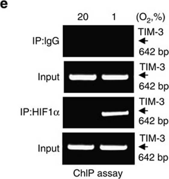 Chromatin Immunoprecipitation: HIF-1 alpha Antibody - BSA Free [NB100-134] - HIF-1 alpha  binds to TIM-3 promoter & regulates its expression in primary glia.(a) Cell surface expression of TIM-3 analysed in BV2 cells under 20% O2 or 1% O2 for 24 h by flow cytometry using PE-conjugated anti-TIM-3 antibody. Results from 3 independent experiments presented as a representative histogram & the mean fold change (± s.d.) relative to normoxic sample. (b) Mouse primary mixed glial cells incubated under hypoxia or normoxia for 24 h, & the cells examined by immunocytochemistry using an anti-TIM-3 antibody. (c,d) Mouse primary mixed glial cells & primary neuronal cells incubated under hypoxia or normoxia for 24 h, & then RT–PCR used to detect the levels of TIM-3 & actin. Relative transcript levels shown as the mean fold change (± s.d.) from 3 independent experiments (NS, not significant, Student–Newman–Keuls test). (e) Primary mixed glial cells incubated under hypoxia or normoxia for 24 h, & chromatin immunoprecipitation (ChIP) performed w/ anti-HIF-1 alpha  or control IgG. Results presented as relative amounts representative of 3 independent experiments. (f) Primary mixed glial cells cultured from HIF-1 alpha +f/+f mice, infected w/ Ad-GFP or Ad-Cre/GFP, transfected w/ TIM-3-luciferase reporter constructs & incubated under hypoxic or normoxic conditions for 24 h. Relative promoter activity is expressed as the ratio of luciferase activity/ beta -galactosidase activity. (g,h) RT–PCR (g) & WB analysis (h) performed under hypoxia or normoxia for 24 h using the indicated primers & antibodies, respectively. data shown representative of at least 3 independent experiments. The graphs show the % changes in TIM-3 transcript & protein levels in Ad-Cre/GFP- versus Ad-GFP-infected cells under hypoxia. IP, immunoprecipitation. Image collected & cropped by CiteAb from the following publication (//pubmed.ncbi.nlm.nih.gov/25790768), licensed under a CC-BY license. Not internally tested by Novus Biologicals.