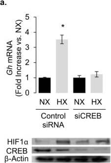 Western Blot: HIF-1 alpha Antibody - BSA Free [NB100-134] - Hypoxia & HIF-1 trigger CREB activity.a Knocking down CREB with siRNA abolishes the effect of hypoxia on endogenous rat Gh transcription in GH3 cells as determined by real-time RT-PCR. Immunoblot shows the knockdown efficacy of the CREB siRNA (b) effect of hypoxia (1% O2 for 18 h) on CRE induced luciferase activity. Transfection with 100 nM HIF-1 alpha  siRNA for 48 h abolished the effect of hypoxia. Luc/ beta Gal: luciferase:  beta -galactosidase ratio. Data are means ± SEM of three experiments & expressed as percentage of each normoxia control. *P < 0.05 (Student’s t test). c Effect of HIF-1 alpha  overexpression on CRE luciferase activity. Data are means ± SEM of three experiments & expressed as percentage of mock control. *P < 0.05 (Student’s t test). d Chromatin immunoprecipitation showing increased CREB binding to the endogenous rat Pou1f1 (encoding for Pit-1) promoter in GH3 cells overexpressing HIF-1 alpha . Rabbit IgG was used as a control. Data are arbitrary units from two independent experiments, presented as% of input. **P < 0.01 (Student’s t test). e Immunoblot showing that HIF-1 alpha  overexpression increases basal & forskolin (5 µM, 1–6 h)-induced pCREB-Ser133 levels. It also shows that forskolin-induced pCREB-Ser133 remains elevated in HIF-1 alpha  overexpressing GH3 cells, while it is back to basal after 6 h in the mock plasmid control transfected cells. f Hypoxia fails to increase rat Gh transcription in GH cells overexpressing CREB-M1 (CREBS133A) a mutant that cannot be phosphorylated by PKA. Data are Gh/TfIIb & presented as fold increase to each normoxia (NX). *P < 0.05 to each normoxia (Student’s t test). Image collected & cropped by CiteAb from the following publication (//pubmed.ncbi.nlm.nih.gov/32111982), licensed under a CC-BY license. Not internally tested by Novus Biologicals.